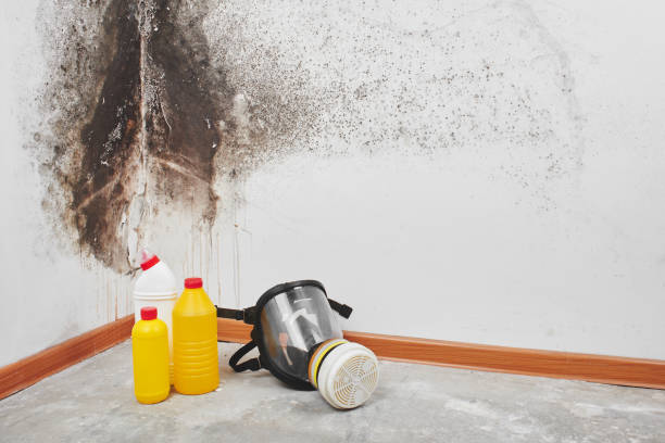 Best Mold Inspection  in Sunset, LA