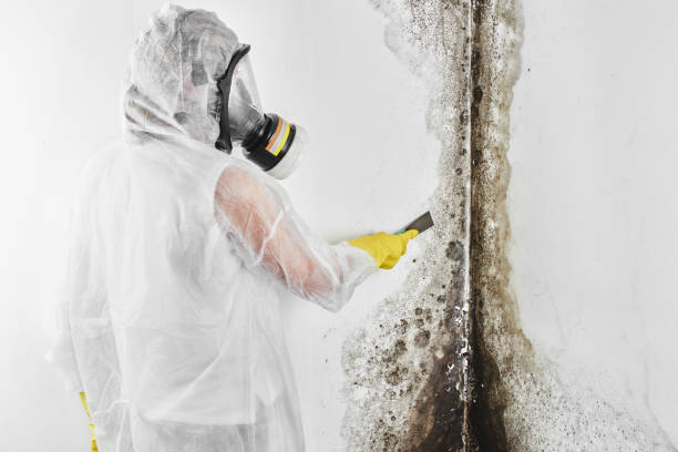 Best Professional Mold Removal  in Sunset, LA