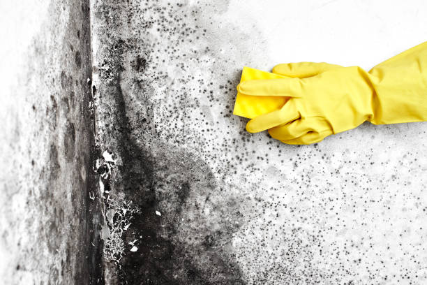 Best Home Mold Removal  in Sunset, LA