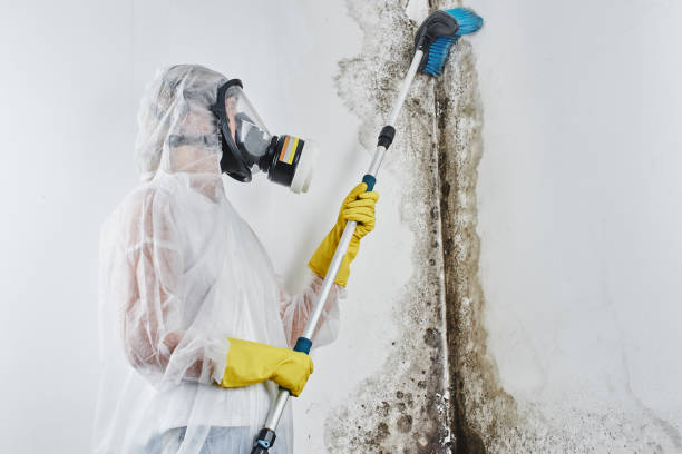 Best Toxic Mold Removal  in Sunset, LA