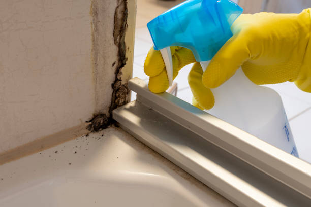 Best Black Mold Removal  in Sunset, LA