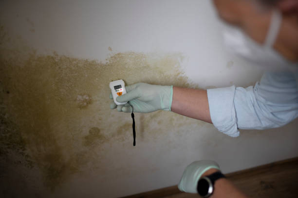Best Mold Damage Repair  in Sunset, LA