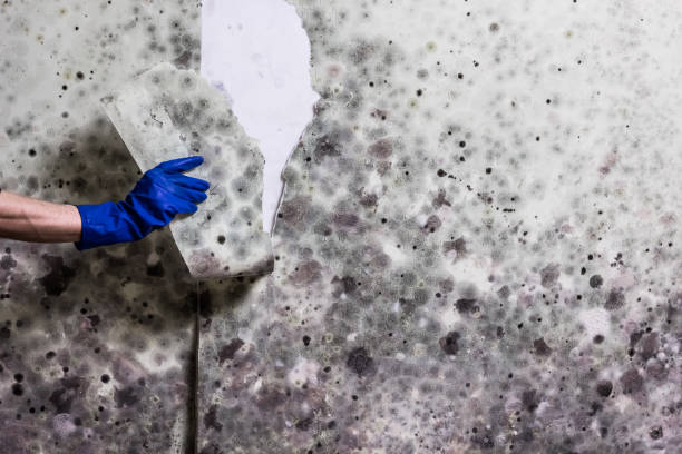 Best Fast Mold Removal  in Sunset, LA