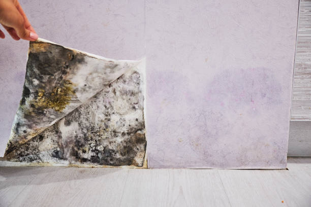 Best Residential Mold Removal  in Sunset, LA